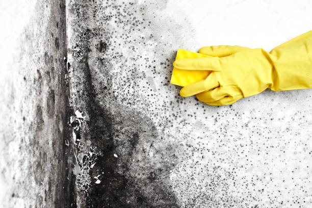 Environmental Consulting for Mold Prevention in Thompsons Station, TN